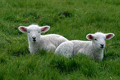 Lambs